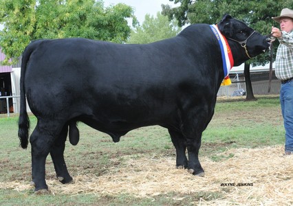 BMLF847 Senior Champion Bull