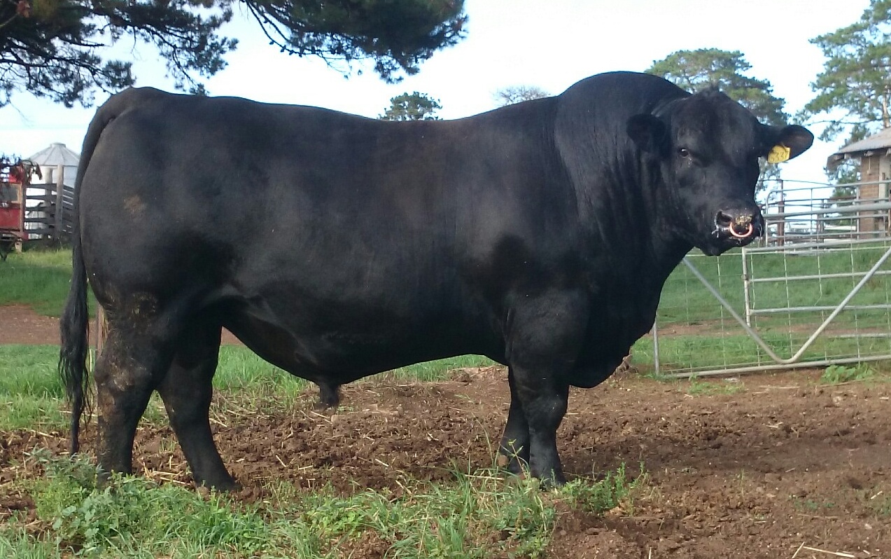 BMLG337 Talis Gas Gas, Angus - Champion of Asia/Africa